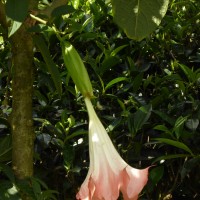 Brugmansia suaveolens (Humb. & Bonpl. ex Willd.) Sweet
